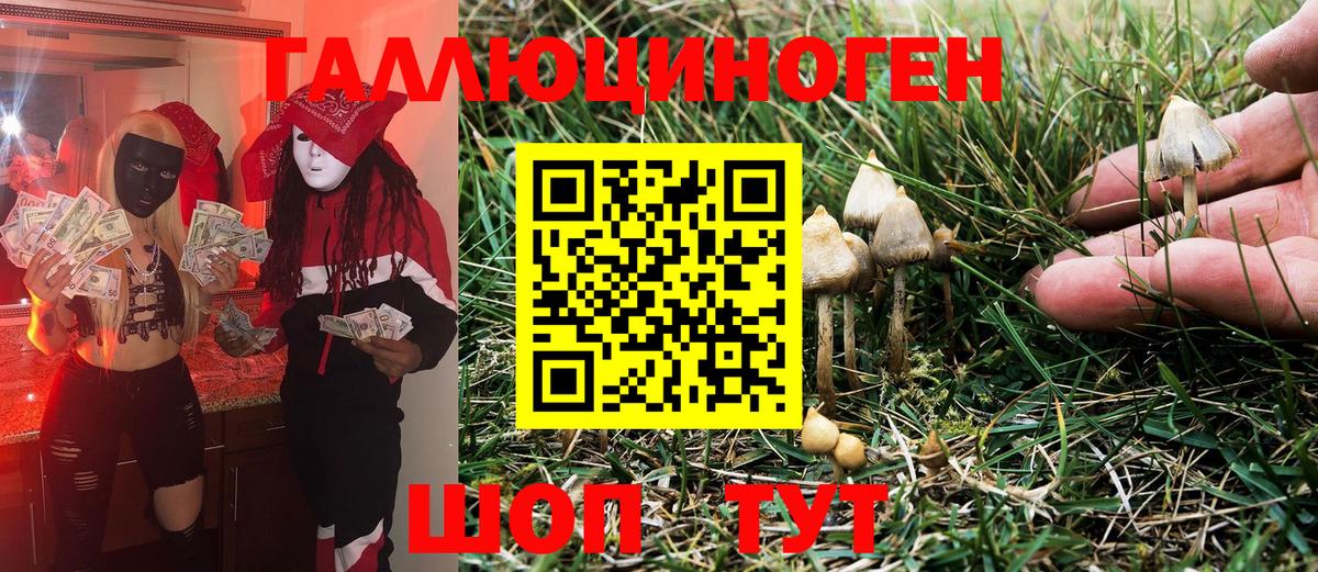Людиново  Псилоцибиновые грибы Psilocybine cubensis  Вход с VPN 